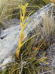 Aciphylla montana