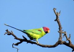 Psittacula cyanocephala