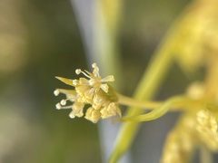 Aciphylla montana