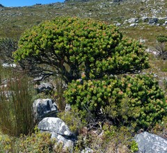 Mimetes fimbriifolius