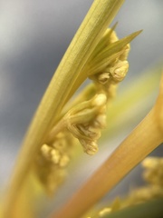 Aciphylla montana
