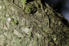 Pyrrosia