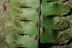 Asplenium normale