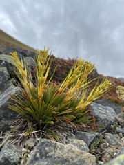 Aciphylla montana