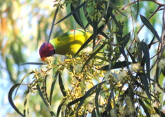 Psittacula cyanocephala