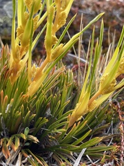 Aciphylla montana