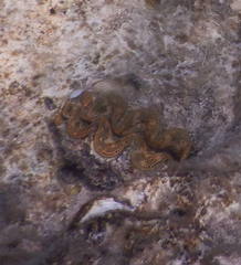 Tridacna