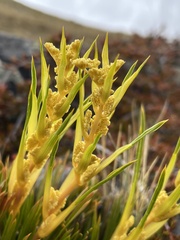 Aciphylla montana