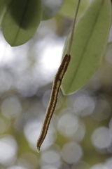 Pyrrosia