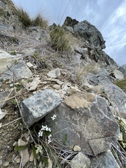 Cardamine dimidia