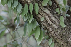 Pyrrosia
