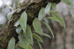 Pyrrosia