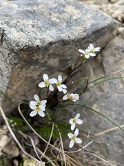 Cardamine dimidia