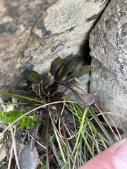 Cardamine dimidia