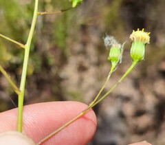 Senecio paniculatus