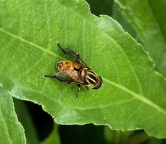 Mesembrius bengalensis