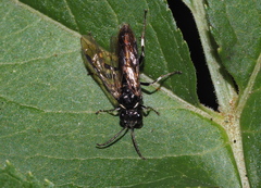 Macrophya albicincta