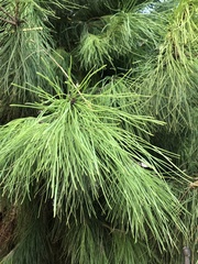 Pinus brutia