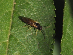 Nematinae