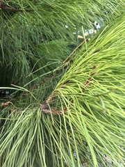 Pinus brutia