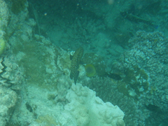 Cephalopholis cyanostigma