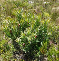Protea lepidocarpodendron