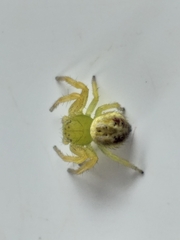 Diaea