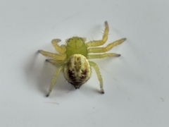 Diaea