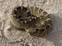 Crotalus molossus molossus