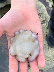 Sycozoa cerebriformis