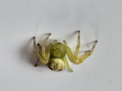 Diaea