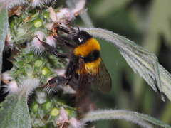 Bombus argillaceus