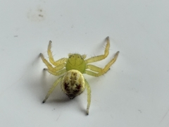 Diaea