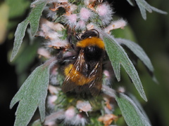 Bombus haematurus