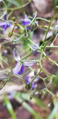 Dianella