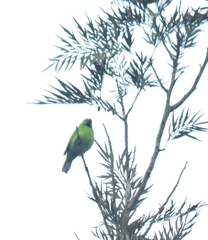 Chloropsis aurifrons