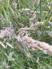 Poa labillardierei
