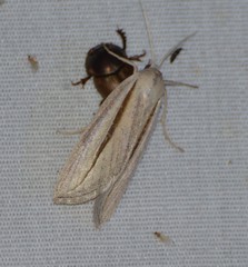 Doryodes tenuistriga
