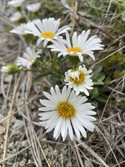 Celmisia densiflora