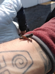 Phoetaliotes nebrascensis