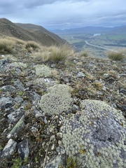 Celmisia sessiliflora