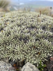 Celmisia sessiliflora