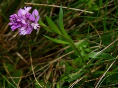Polygala comosa