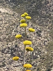 Agave chrysantha