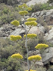 Agave chrysantha