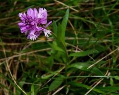 Polygala comosa
