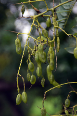 Styphnolobium japonicum