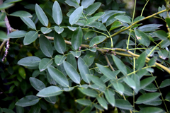 Styphnolobium japonicum