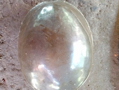 Lissemys scutata