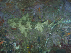 Orectolobus maculatus